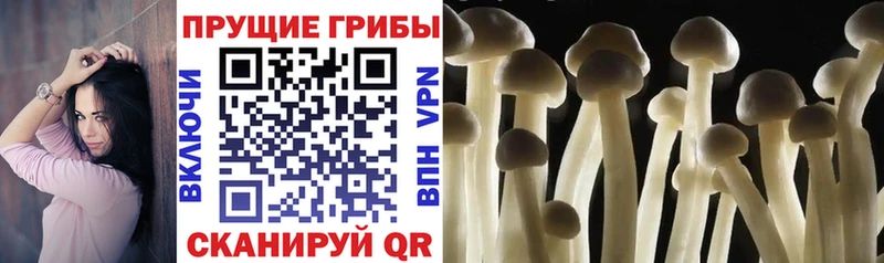 Псилоцибиновые грибы Psilocybine cubensis  Берёзовка 